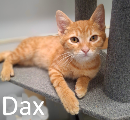 Stone County Humane Society